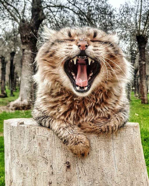 This gorgeous ferocious Tiger cat is ready for bed after a long day at... (Zahlé, Lebanon)