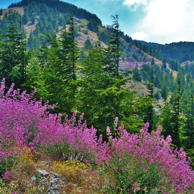 This is barouk shouf biosphere !!Barouk, Lebanon🌲🌸🌲🌸🌲🌸🌲🌸🌲🌸🌲🌸�