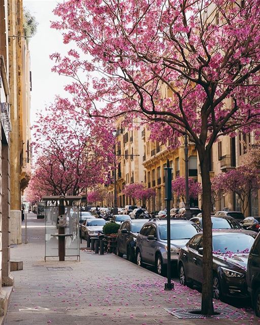 This is how Beirut steals your heart away 🌸🌸🌸  beirut  downtown  city ... (Downtown Beirut)