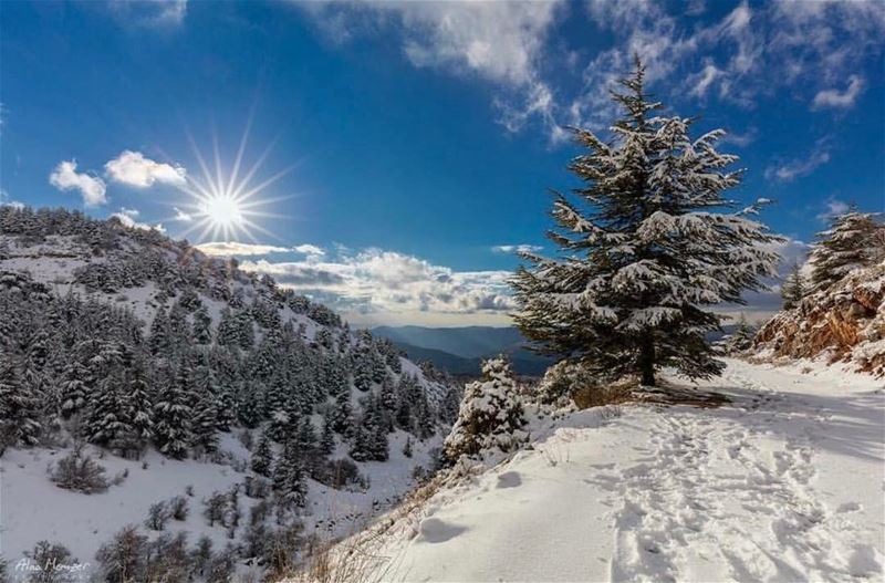 This is our beautiful  lebanon 🌲❄️🌲thanks @alaamonzer for sharing 🏔☀️🏔... (Ain Zhalta - Bmohray Cedars)