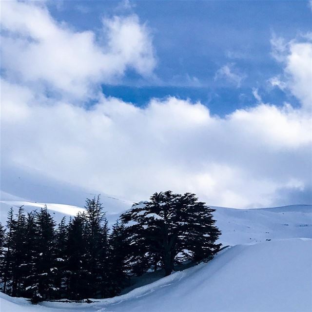 This is what identifies us; our beautiful Cedar Tree. My visit to the... (Cedars of God)