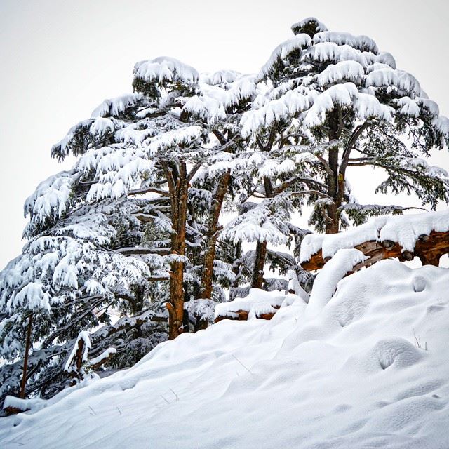 This is zeina !! Leaving this peaceful white "magic dust" 120 cm of snow"