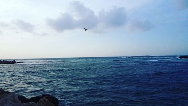 This little fisher 😅 fish  bird  النورس  video  insta_lebanon ... (الميناء)