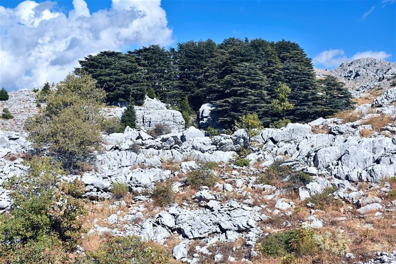 This setting of a small number of large trees of the Jaj Cedar Reserve is... (Jaj, Mont-Liban, Lebanon)
