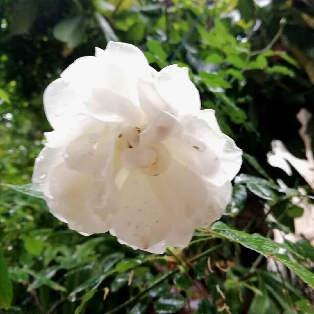 thismorning  flower  whiterose  raindrops ...
