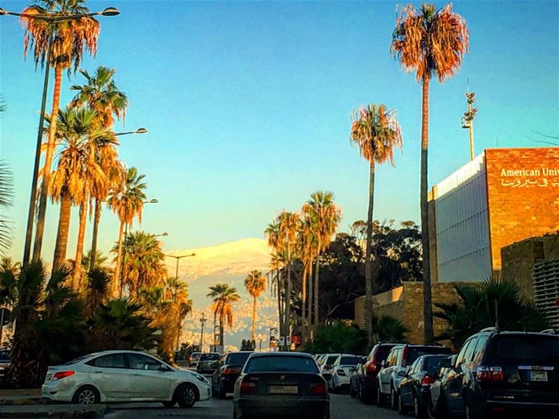 Those ain't the  palms of  Miami . Those are palm  trees of  manara ... (Beirut, Lebanon)