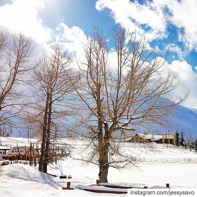 Those Winter moments: Bleu Sky and Sunshine ☕...----------------------- (Lebanon)