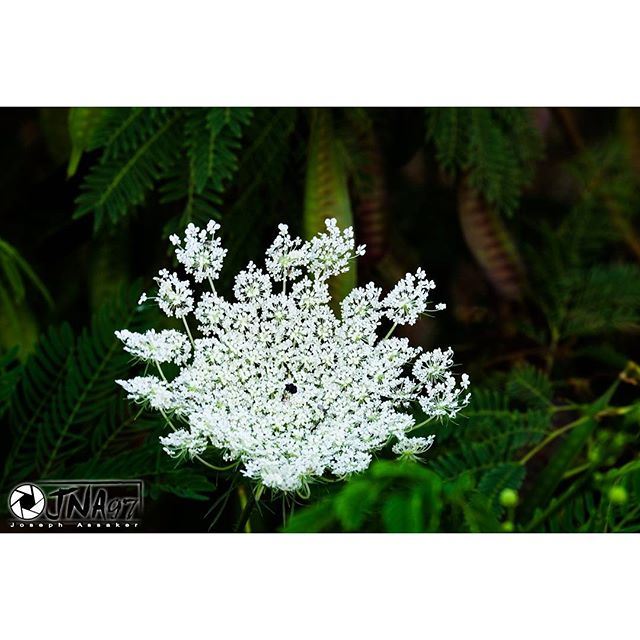 Thousands of little flowers are composing this unique flower, we humans should learn more from nature...