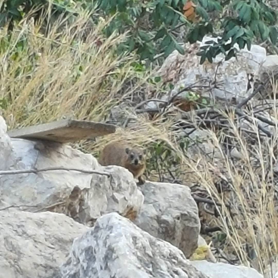 Threatened mother Hyrax spotted at Jeita country club, it was hiding 5... (Jeita Country Club)