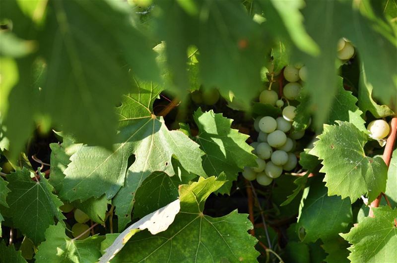 Through the juice of the grapes we can encapsulate in a bottle, The... (Hâqel, Mont-Liban, Lebanon)