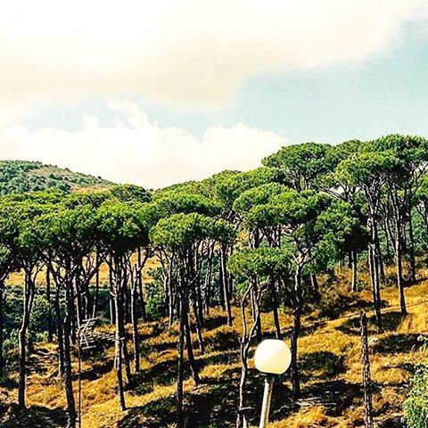 Through the pines..🍃 (Aishiye)