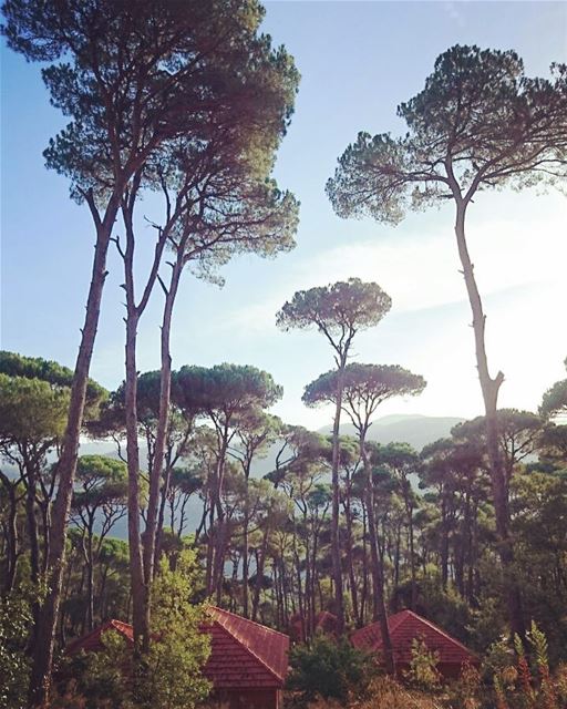  throwback  summer  lebanon  jezzine  bkassine  lamaisondelaforêt  morning... (La Maison de la Forêt)