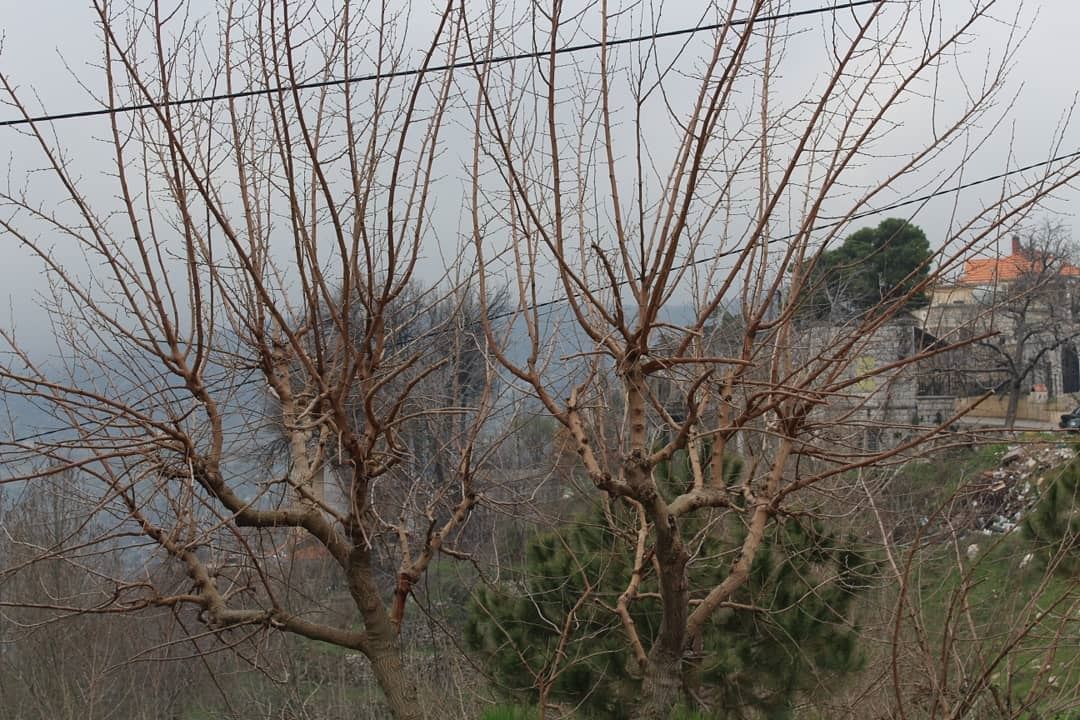 Throwback to the last days of winter... photooftheday  nature ... (Mayruba, Mont-Liban, Lebanon)