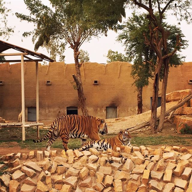 Tigers, they were very tired after a long day of entertaining people it... (Riyadh Zoo)