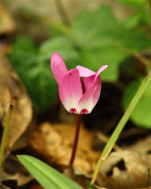 Time for our weekly  QuizDay! Guess the name of the  flower, described as "