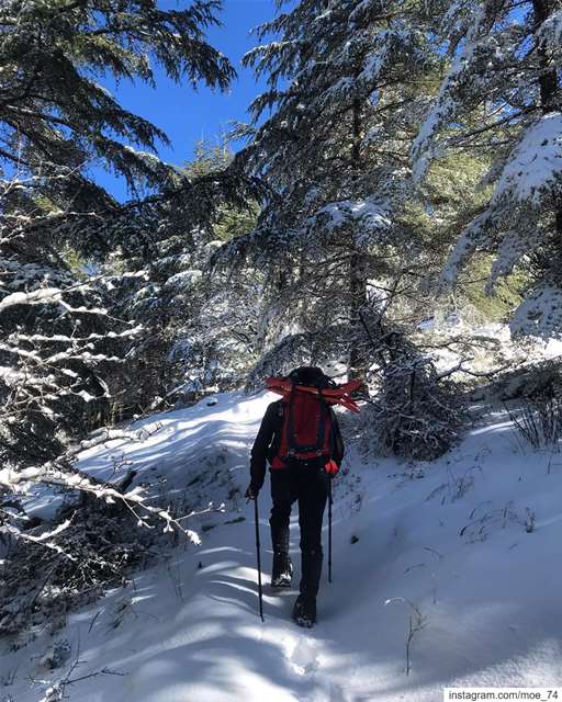 Time spent among trees is never time wasted... lebanon  ig_lebanon ... (Al Shouf Cedar Nature Reserve)