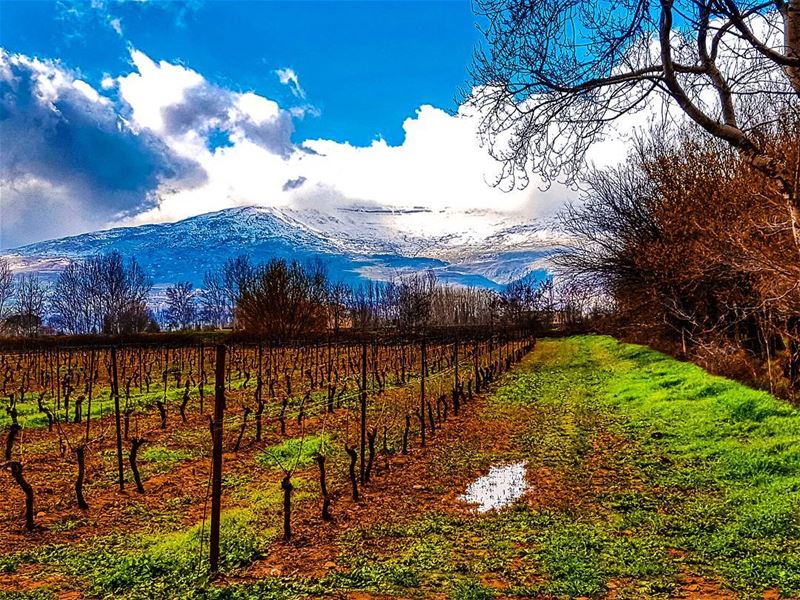 Time to look after the vineyards  vinyard  landscape  bekaa  snow ... (Bekaa Valley)