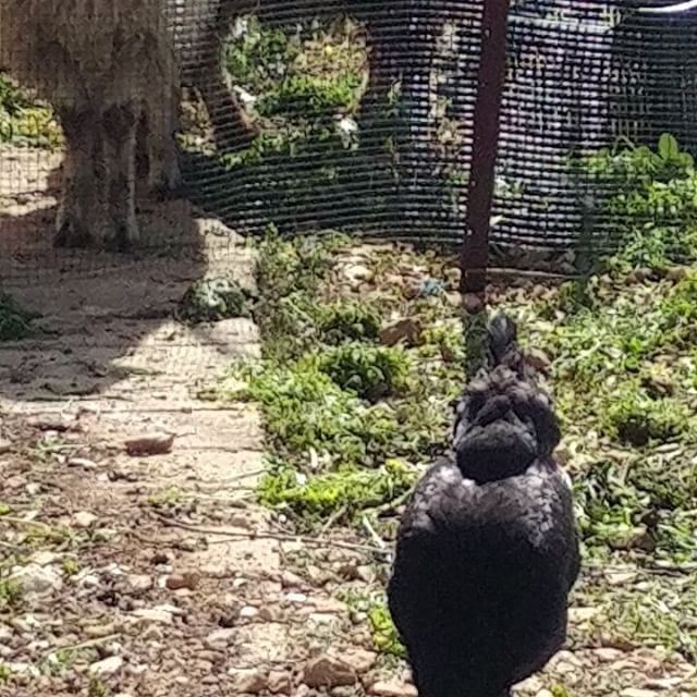 Time to take the sheep nearby to graze.  sheep  grazing  lebanon  hens ... (Dayr Al Qamar, Mont-Liban, Lebanon)