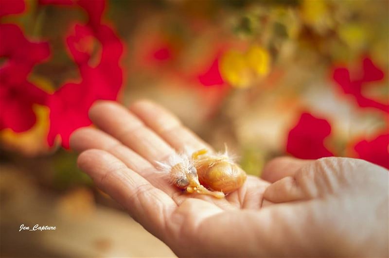 Tiny new born bird 😍••• Lebanon  Livelovelebanon  Nikon  NikonD90 ...