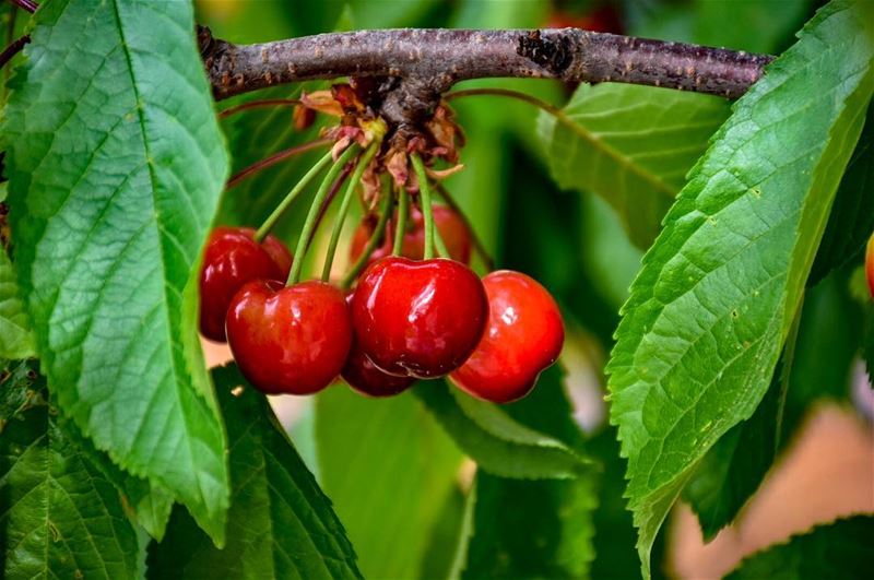 Tis the Season of the Cherries 🍒 😋 😋 😋 -📍Marjaba, Mount Lebanon 🇱🇧-... (Marjaba, Mont-Liban, Lebanon)