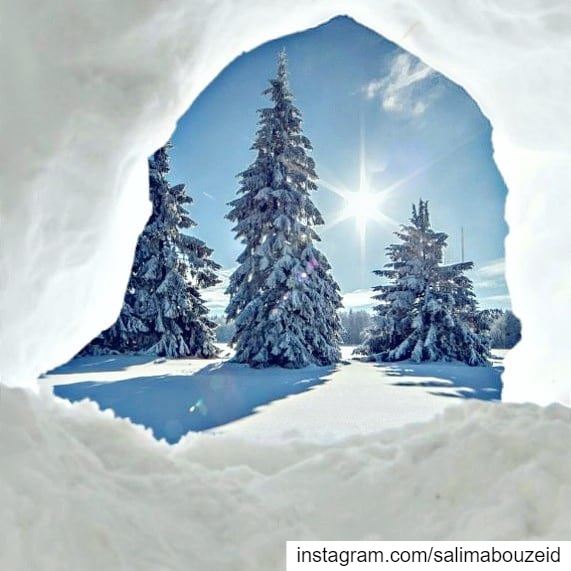 To appreciate the beauty of a snowflake, it is necessary to stand out in... (Al Shouf Cedar Nature Reserve)