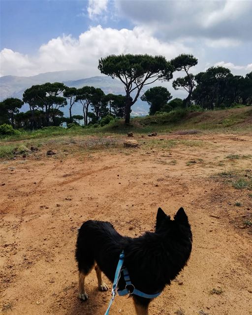 To never know the love of a dog is to miss the best thing life has to give... (Marj Biskinta, Mont-Liban, Lebanon)