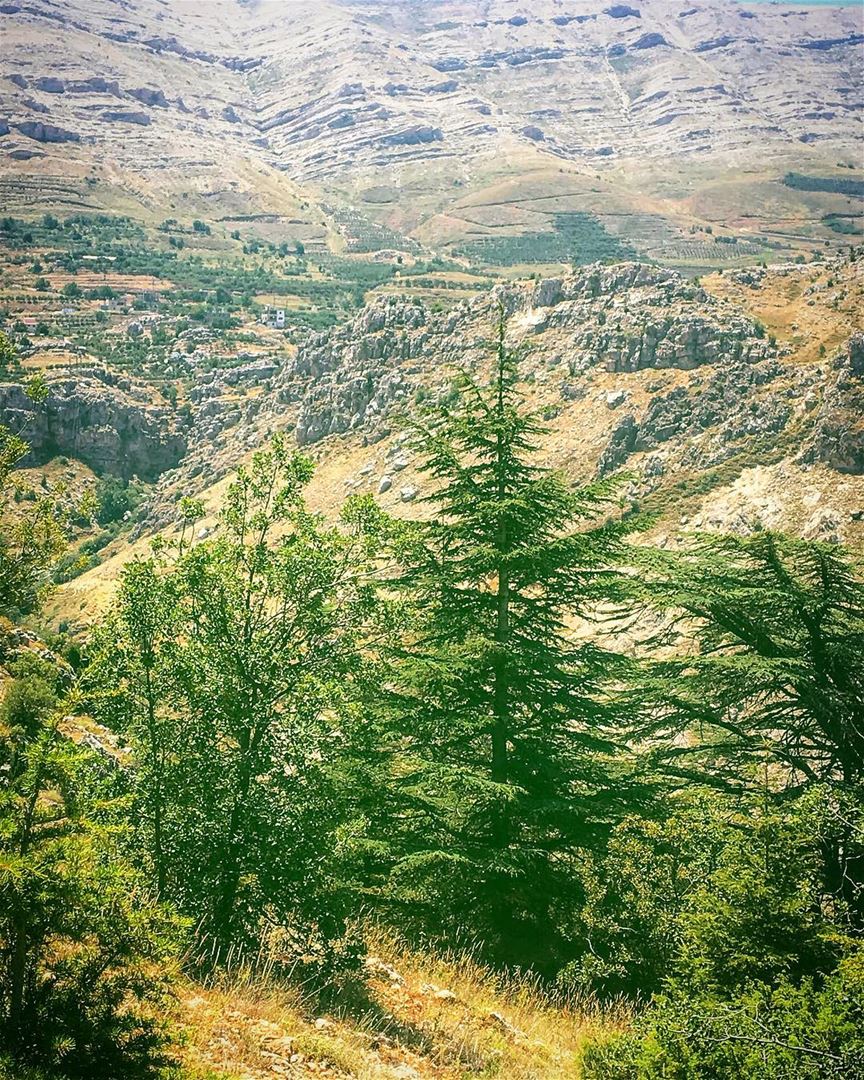To sit in solitude, to think in solitude with only the music of the stream... (Cedar Reserve Tannourine)