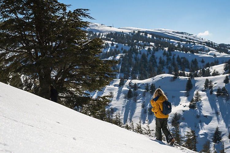 To take a walk in the forest, in the still silence of nature, is where you... (Shouf Biosphere Reserve)