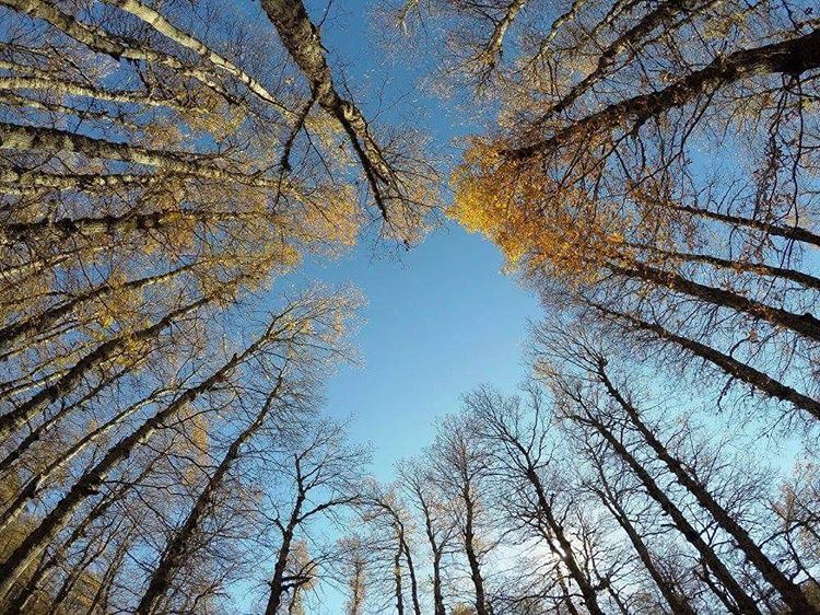 To the sky and beyond sky  goprophotography  oak  trees  forest ...