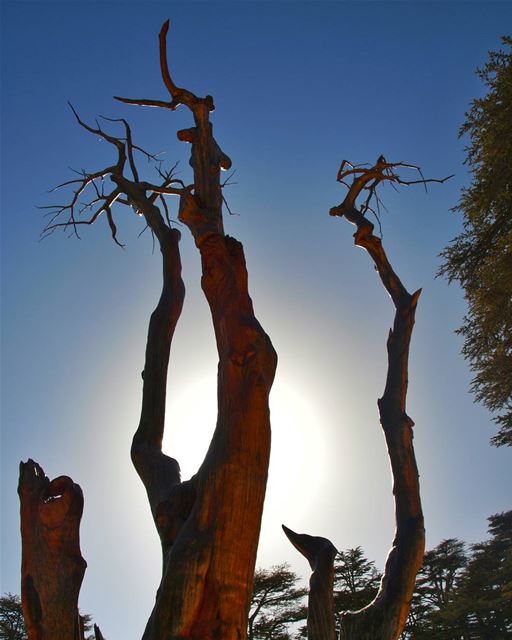 To The Sky sculpture  tree  ancient  cedar  reserve  summer  sunny ... (Cedars of God)