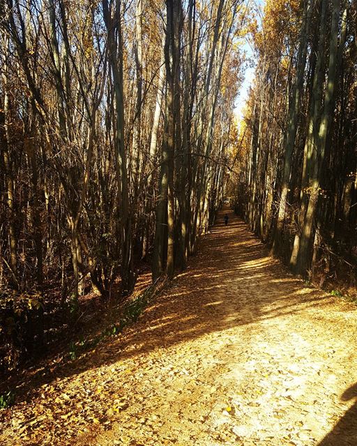 To  wherever it  may  lead  road  nature  beautiful  view  lebanon  bekaa ...