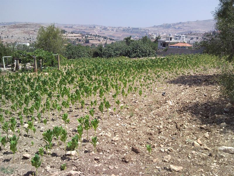 Tobacco Plantation