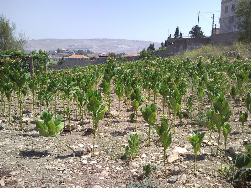 Tobacco Plantation