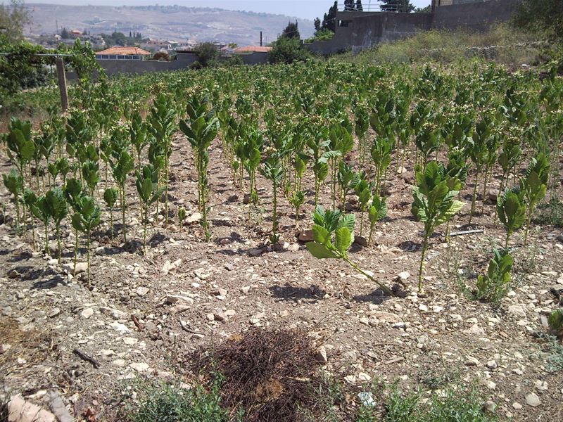 Tobacco Plantation