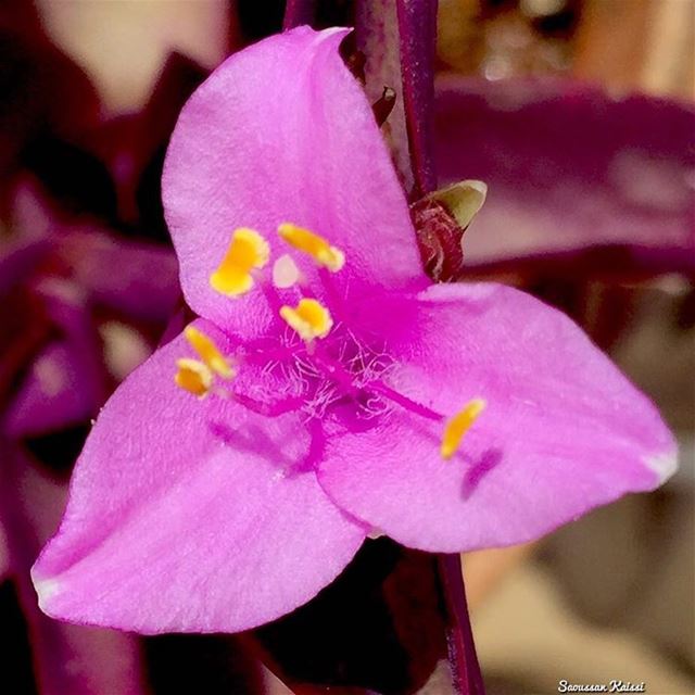  today  flower  beautiful ...