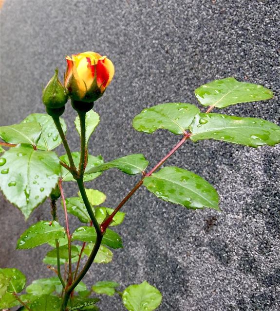  today  flower  rose  yellow  orange  raindrops ...