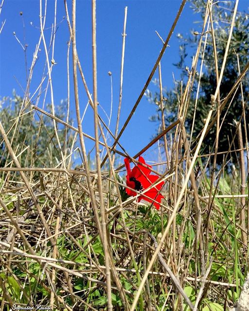  today  flowers  red lebanon  sky blue  springtime ?????...