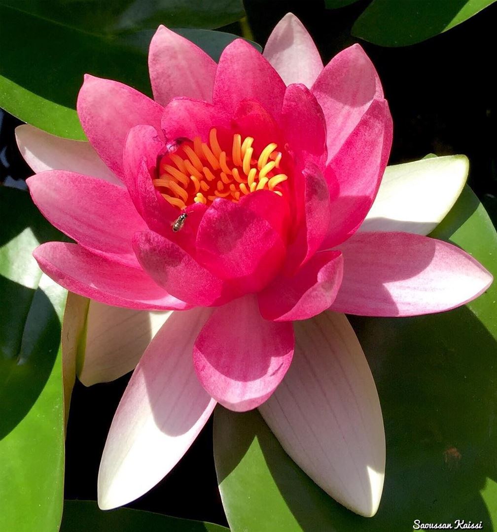  today   in my garden  lotus  pink  colors  flowers ...
