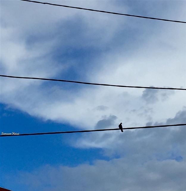  today  pigeon  sky  clouds  blue ...