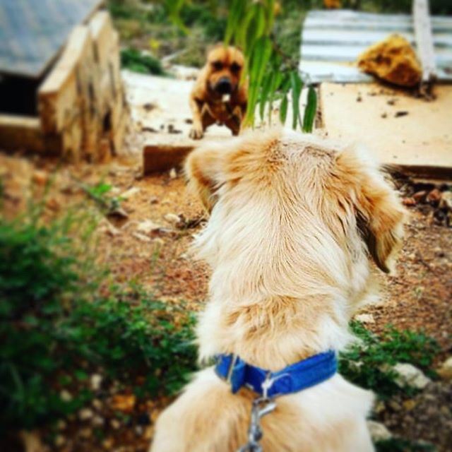 today's encounter 🐾 Woody  ilovemydog  myboy  love  thoseears ... (Az Zalqa', Mont-Liban, Lebanon)