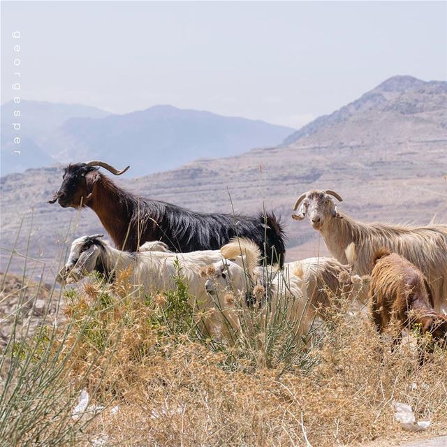 Today's Mood 🐐Aqoura Mountains, Lebanon 🇱🇧..... proudlylebanese ... (Akoura, Mont-Liban, Lebanon)