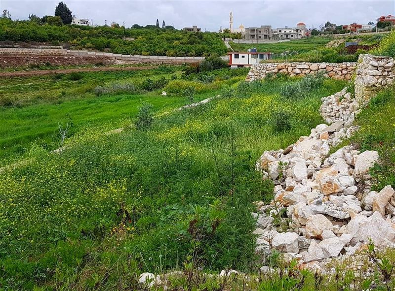 Today seems fitting for a stroll in the fields. Have a great Labor day... (Ansar, Lebanon)