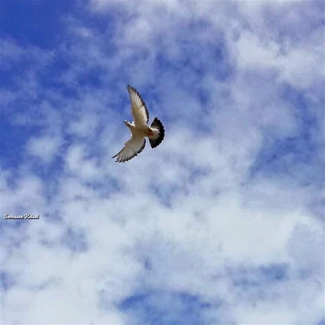  today  sky blue  flying  freedom  beirut ...