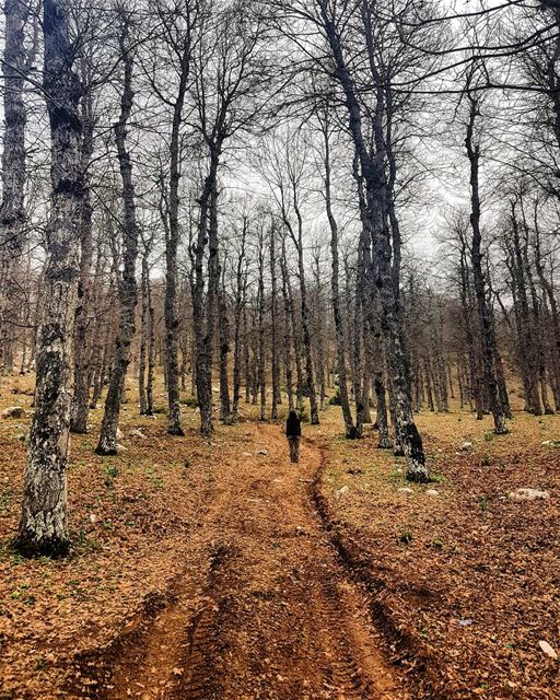 Today was about exploring the oak trees of Ezer forest in Akkar. The... (`Akkar, Liban-Nord, Lebanon)