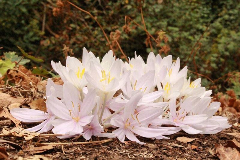Together we stand, alone we fall. flowers  blossom  autumn  Lebanon ...