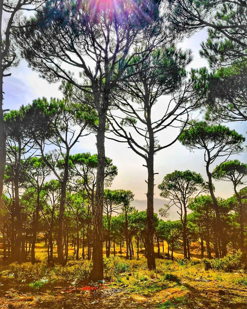 "Together we stand tall."  nature  trees  pine  wildernessculture ... (Lebanon)