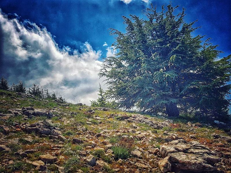 Too close to the  sky ⛰ cedars  natureloversgallery  naturephotography ... (Arz el Maasser)
