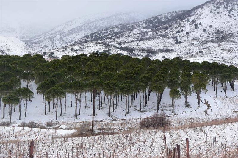 Took me hours to reach Bekaa for this weekend and couldn't spend much time, (West Bekaa)