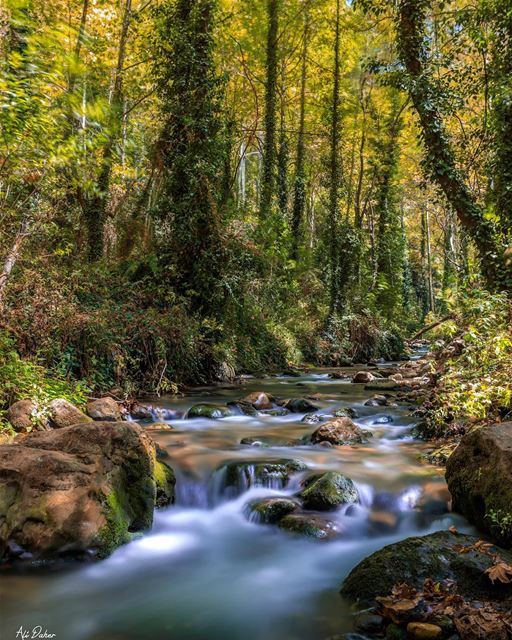 Total silence and beauty 🏞🌳.... landscape landscapephotography... (Kadisha Valley)