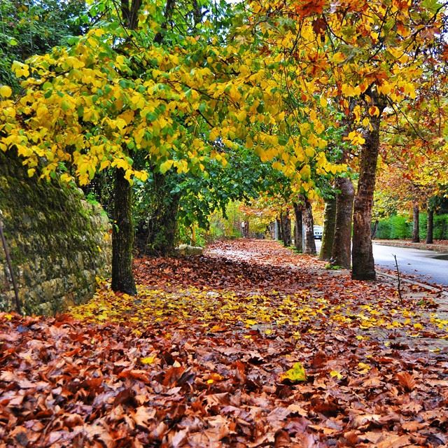 Totally covered !Another shot ofThe fall in sawfar, lebanon today🍁🍁🍁🍁